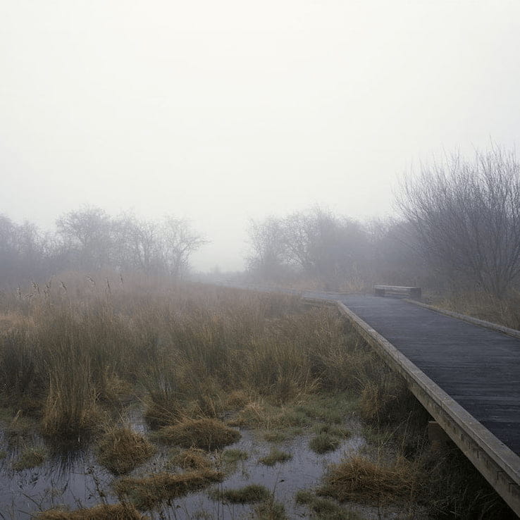 Wooden boardwalk passing through an area of wet woodland in early morning mist