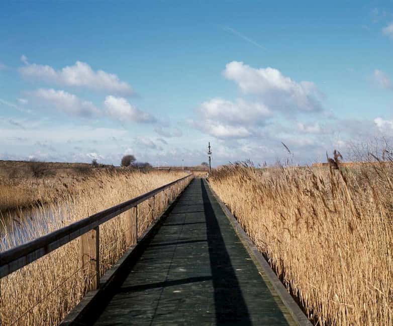 South trail boardwalk, close to the Thames river wall, seen under an open sky, typical of the marsh landscape