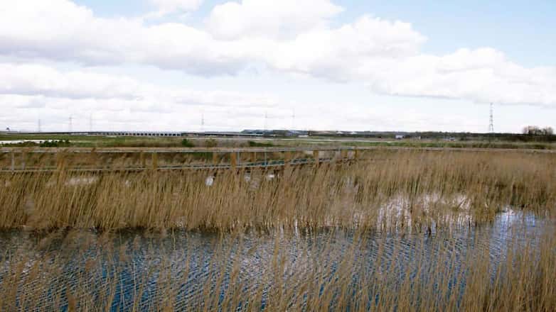 Reedbeds in the foreground screen a new section of boardwalk giving access to the nature reserve.