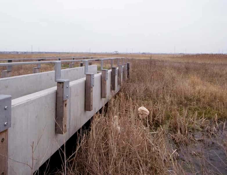Reeded ditch with new precast concrete footbridge on the Thames link path.